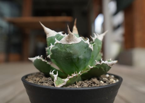 アガベ　チタノタ　白火焔　agave titanota white fire