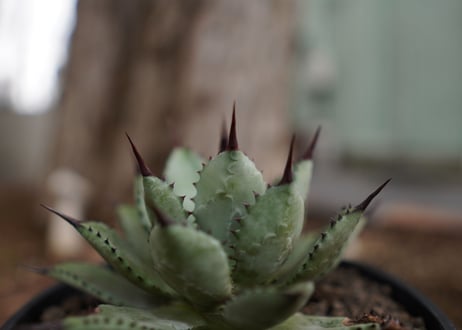 アガベ　マクロアカンサ×ポタトラム　 Agave macroacantha×potatoruｍ　NO.5