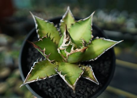 アガベ　チタノタ　レッドキャットウィーズル　Agave titanota Red catweezle　No.5