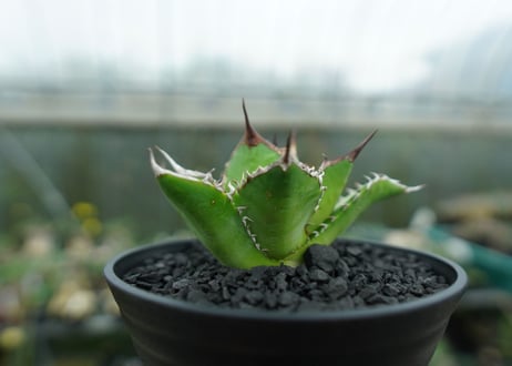 アガベ　チタノタ　Agave titanota　No.9