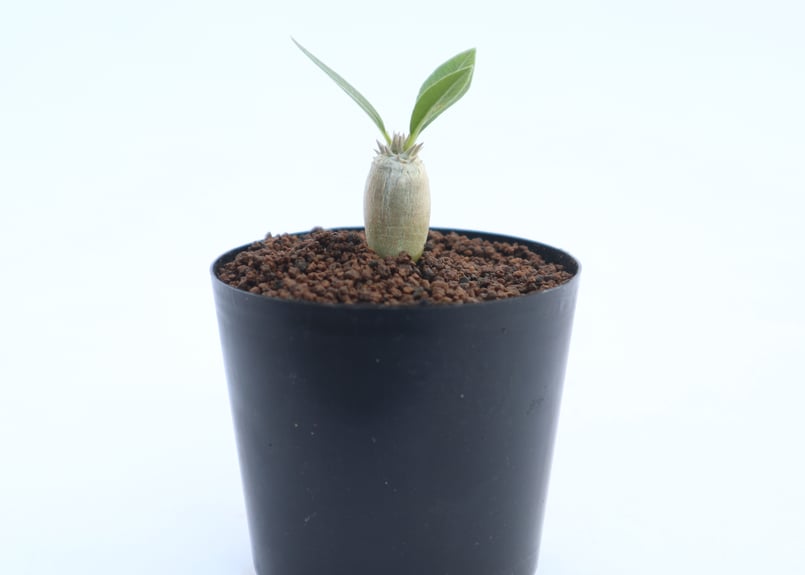 パキポディウム 恵比寿大黒 | mana's farm:塊根植物・アガベ・ドライ