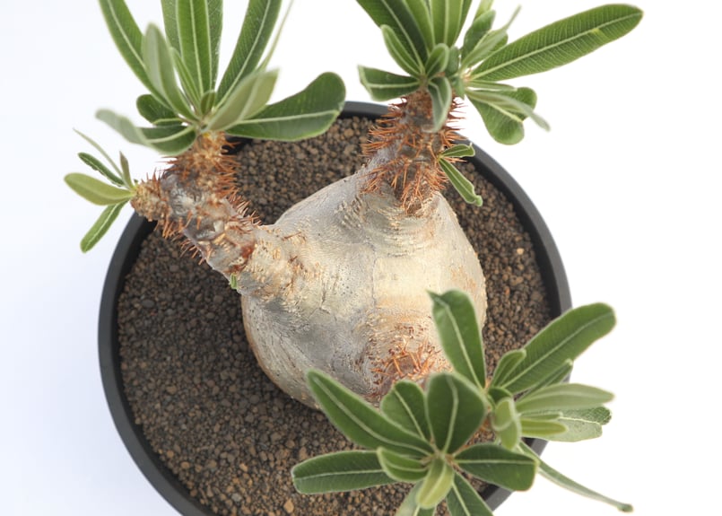 パキポディウム グラキリス no.20 | mana's farm:塊根植物・アガベ