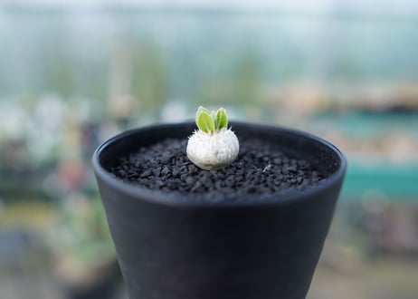 パキポディウム　恵比寿笑い　Pachypodium brevicaule　No.1