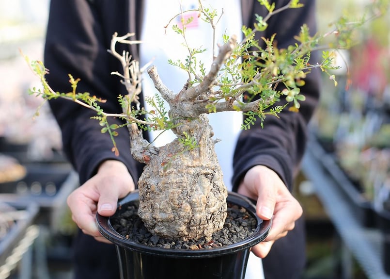 オペルクリカリア パキプス | mana's farm:塊根植物・アガベ・ドライ