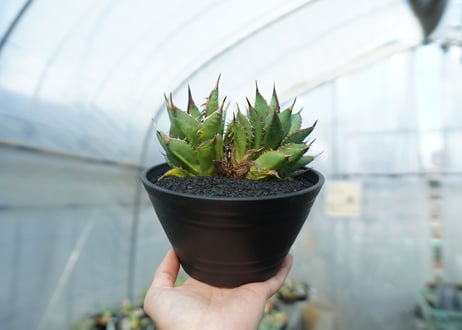 アガベ　チタノタ　剣竜　Agave titanota Kenryu　No.2