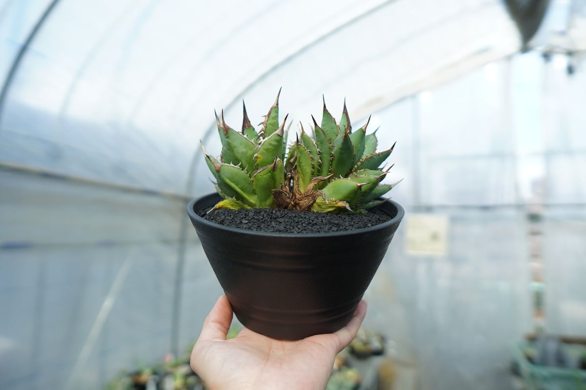 アガベ チタノタ 剣竜 Agave titanota Kenryu No.2 | mana's アガベ チタノタ 剣竜 Agave titanota Kenryu No.2 | mana's