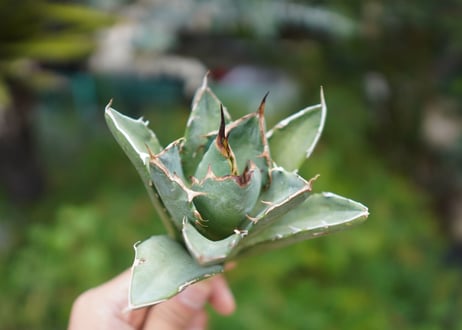 Agave titanota 白鯨 A NO.5