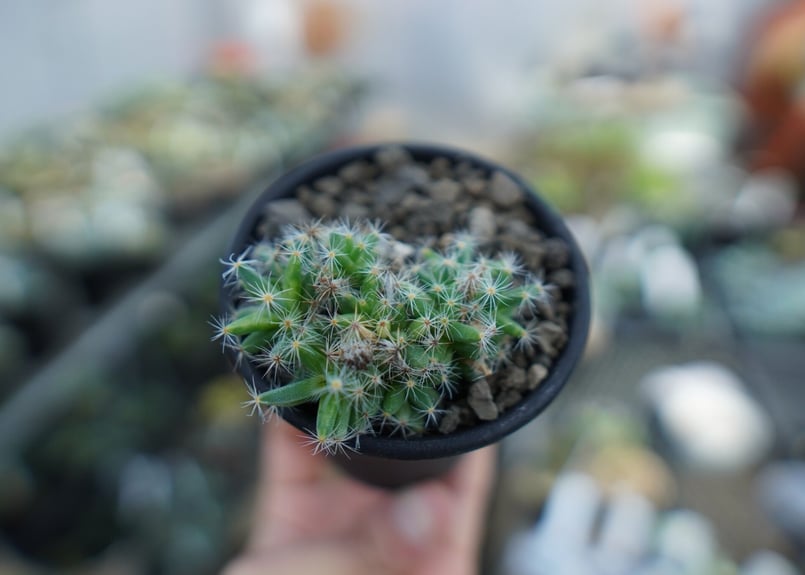 紫晃星 トリコディアデマ デンサム Trichodiadema densum
