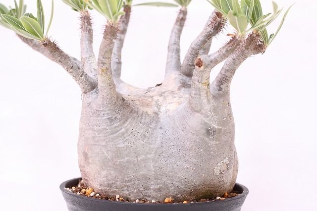 Pachypodium Gracilius パキポディウム グラキリス 未発根 | man
