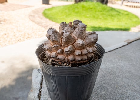 【長谷川園芸産】亀甲竜　Dioscorea elephantipes　５寸