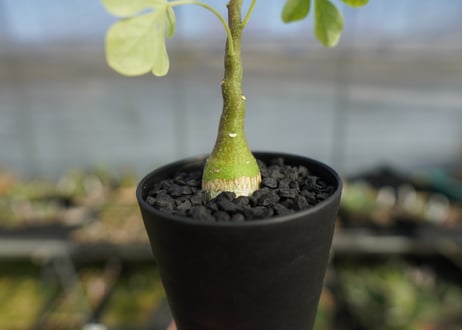 アデニア　グラウカ　Adenia glauca