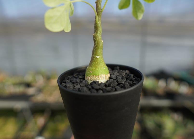 アデニア グラウカ Adenia glauca | mana's farm:塊根植物・アガベ・