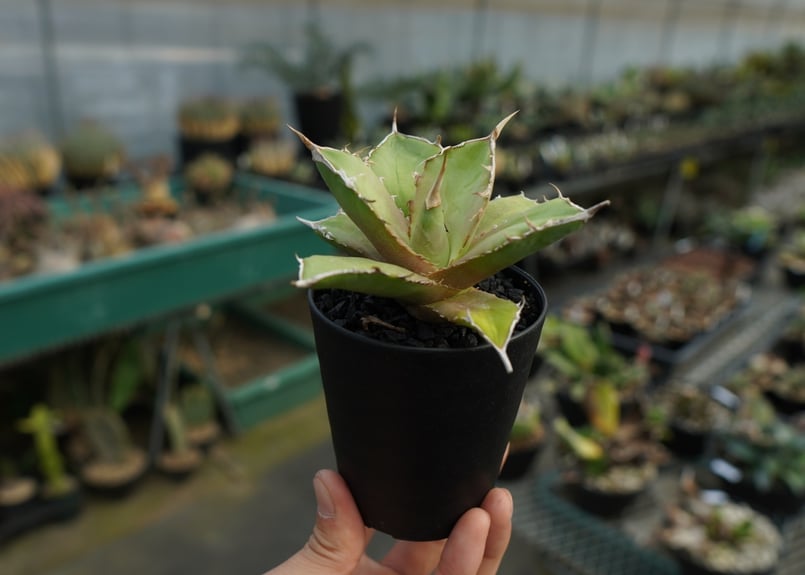 アガベ チタノタ 獅子光 agave titanota Lion light 子株 No.