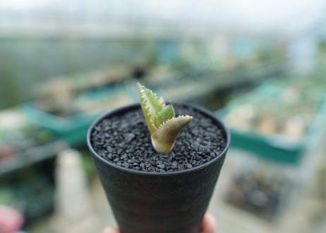 アガベ　チタノタ 　子株 　Agave titanota