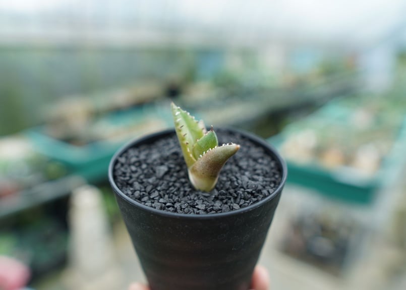 アガベ　チタノタ現地球　子株 アガベ チタノタ 斑入り オアハカ 現地球子株 ① - メルカリ