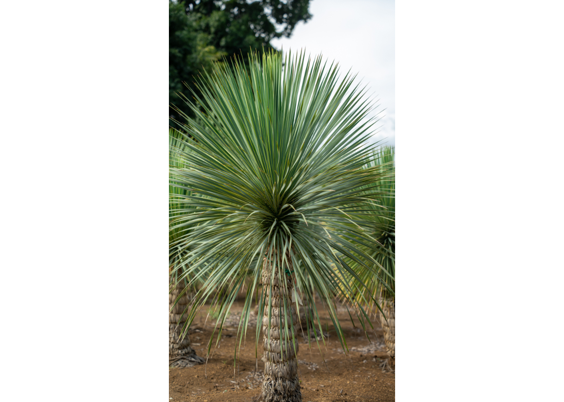 LA ALBERO ロストラータ専門店 上級根巻き個体 【極上株】ロストラータ