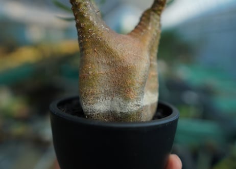 パキポディウム　グラキリス　 Pachypodium Gracilius  No.5