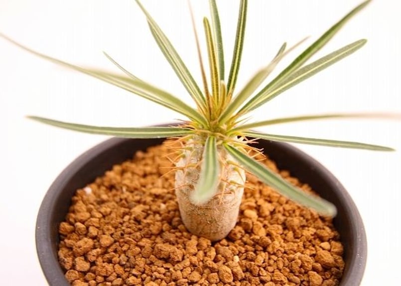 パキポディウム グラキリス mana's 実生 | mana's farm:塊根植物