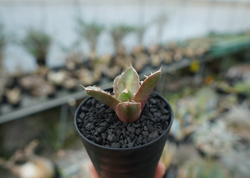 ［親株］アガベ　チタノタ　鬼爪　子株付き AGAVE TITANOTA 鬼爪】雪峰 アガベ チタノタ 子株