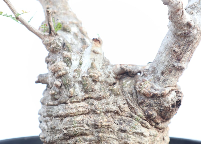 オペルクリカリア パキプス no.4 | mana's farm:塊根植物・アガベ