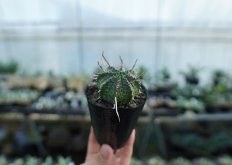 ユーフォルビア　バリダ　Euphorbia valida　No.3
