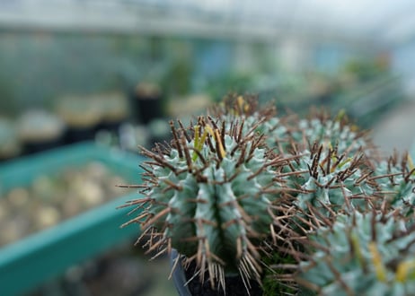 ユーフォルビア　ホリダ　Euphorbia horrida  No.1