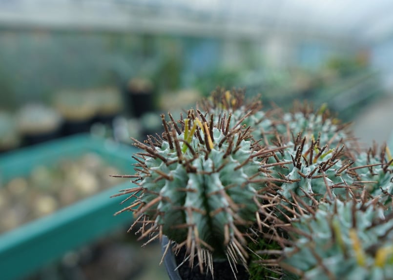ユーフォルビア ホリダ Euphorbia horrida No.1 | mana's fa