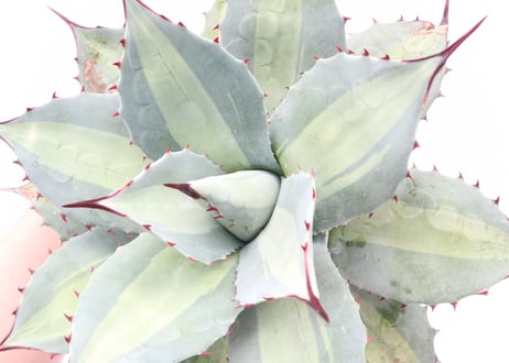 Agave　Parryi　Excelsior アガベ 吉祥天