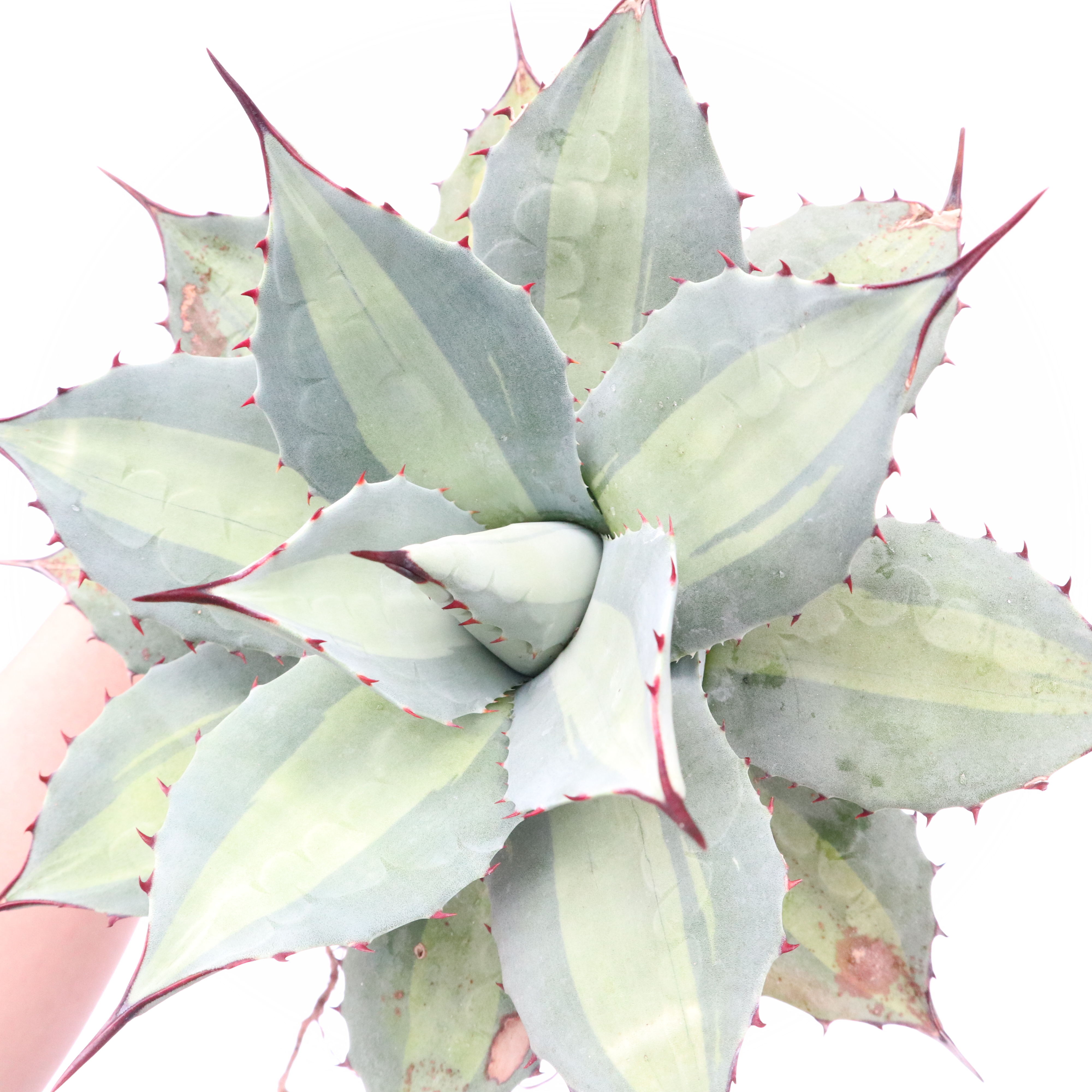 Agave Parryi Excelsior アガベ 吉祥天 | mana's farm:塊根