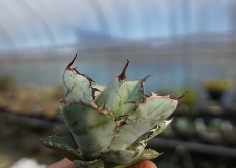 agave titanota ブラック＆ブルー　No.7