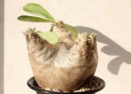 Pachypodium eburneum　パキポディウム　エブレネウム  no.２