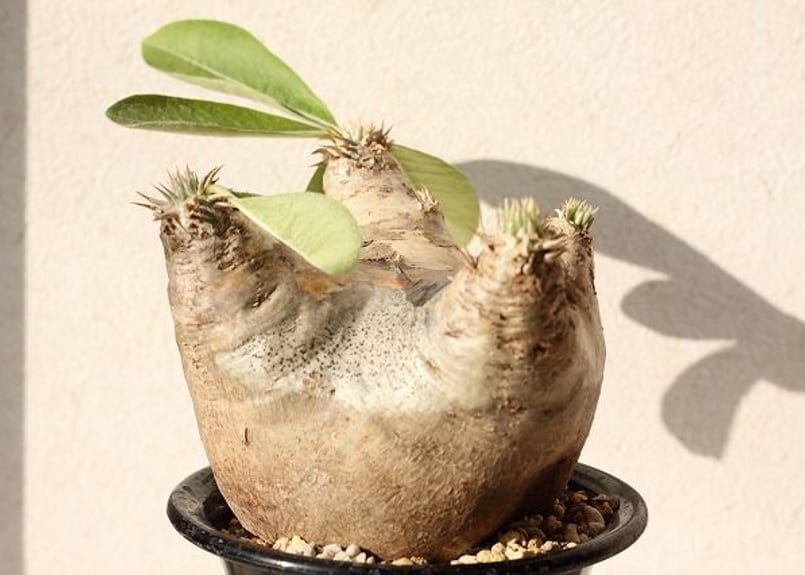 Pachypodium eburneum パキポディウム エブレネウム no.2 | man Pachypodium eburneum パキポディウム エブレネウム no.2 | man