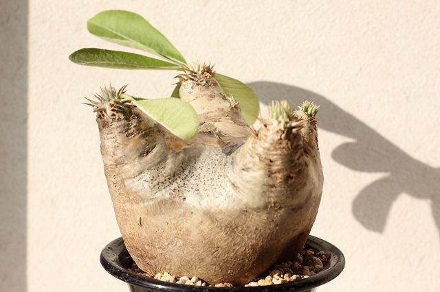 Pachypodium eburneum パキポディウム エブレネウム no.2 | man