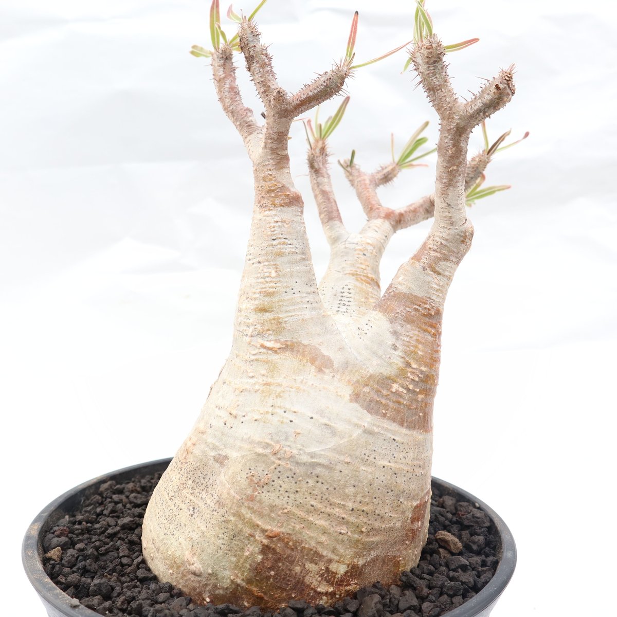 パキポディウム グラキリス no.89 | mana's farm:塊根植物・アガベ