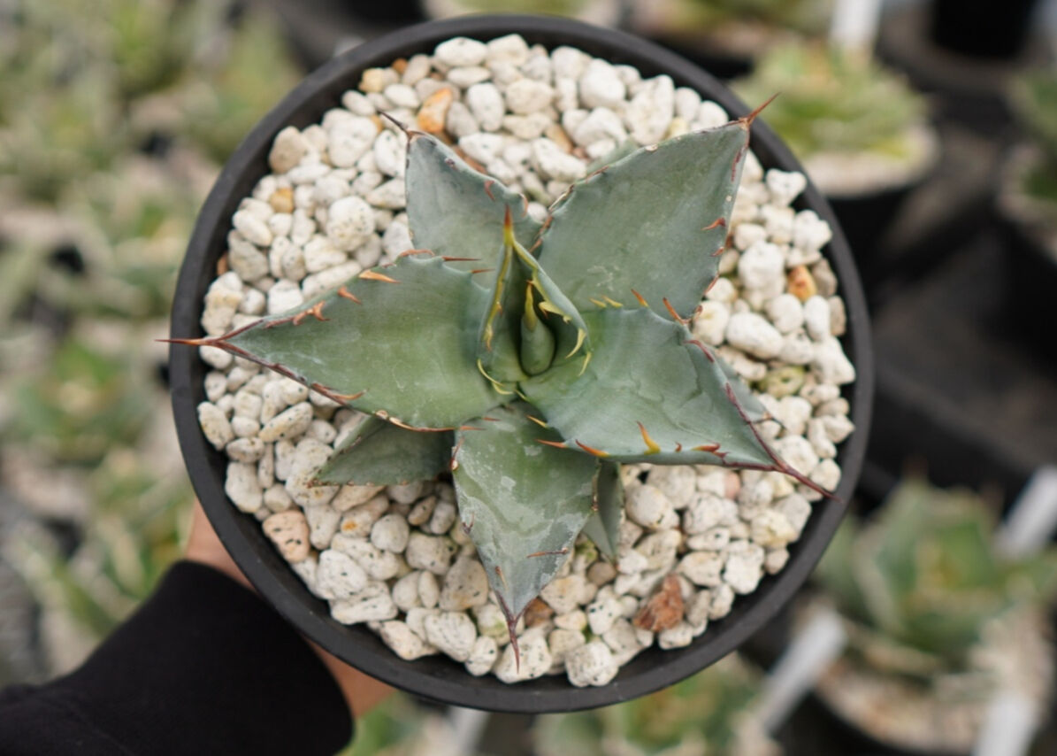 fit=scale-down,w=1200