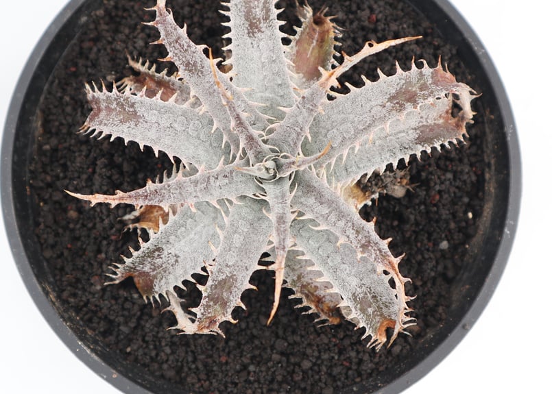 Dyckia 'Arizona F2' × 'Keswick'　ディッキア Dyckia 'Arizona F2' × 'Keswick' ディッキア Dyckia Arizona F2