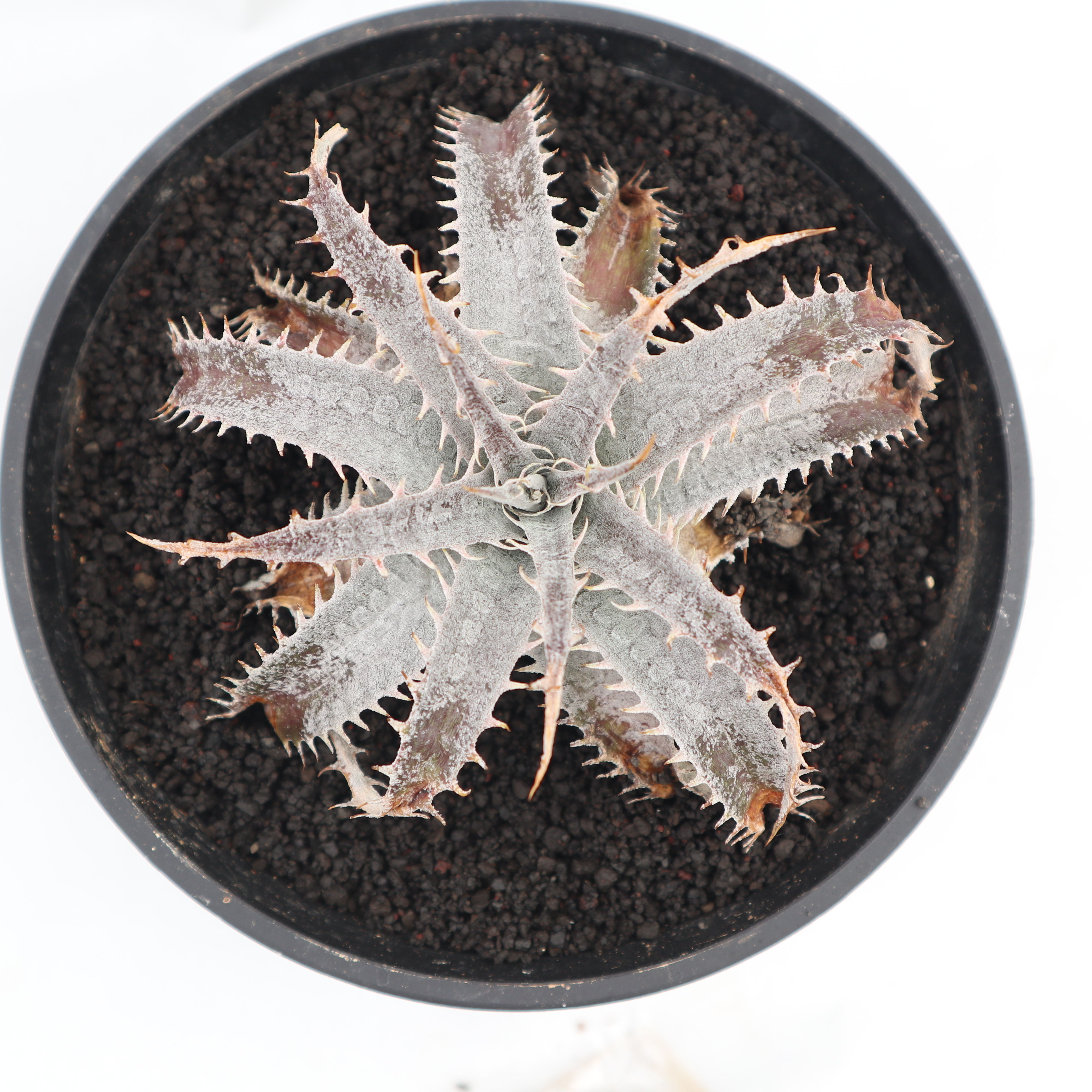 ディッキア dyckia (Arizona x ML) x DelicataGF1 | man