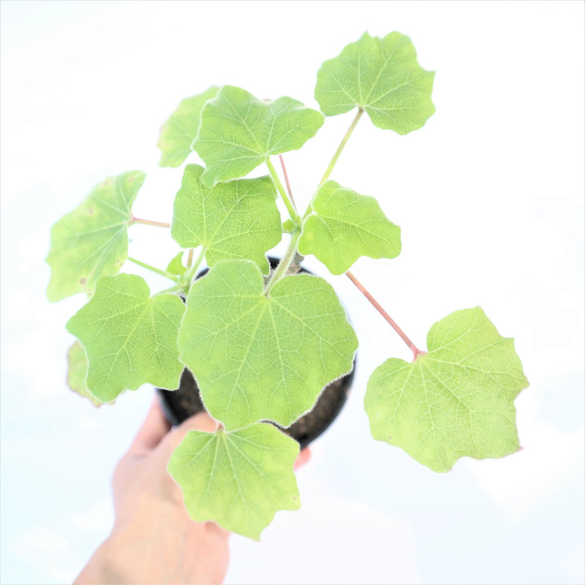 ウンカリーナ　グランディディエリー ウンカリーナ グランディディエリ | GREEN LUCK