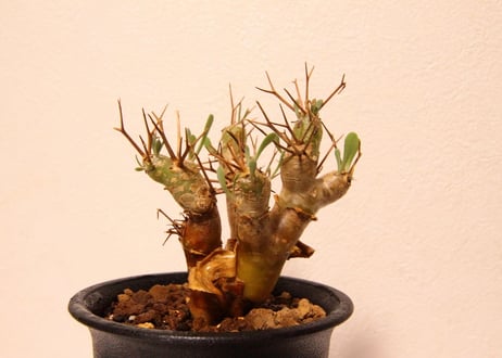 オトンナ　ユーフォルビオイデス　Othonna euphorbioides