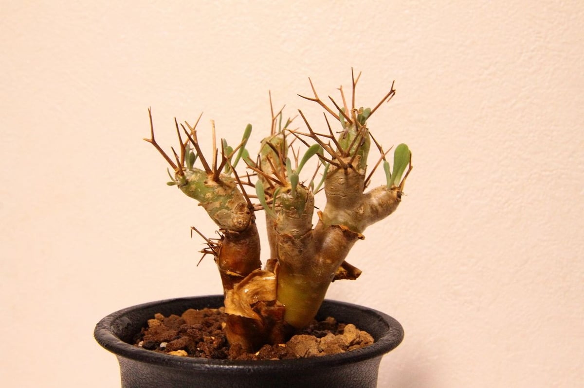 オトンナ ・ユーフォルビオイデス オトンナ・ユーフォルビオイデス（Othonna euphorbioides