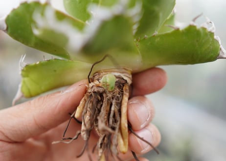 Agave titanota  Crab 螃蟹  NO.7