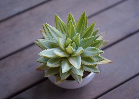 Aloe brevifolia variegated