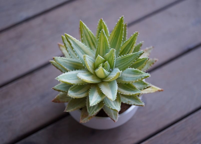 Aloe brevifolia variegated | mana's farm:塊根植物・ア