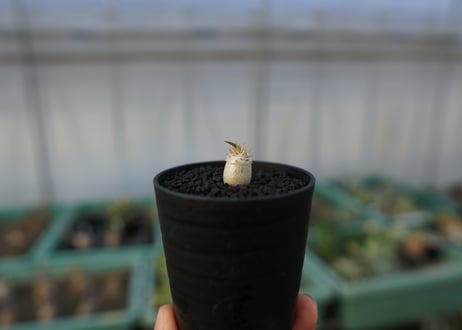 パキポディウム　デンシフローラム　Pachypodium densiflorum