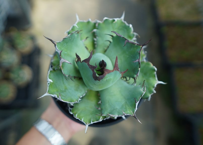 アガベ チタノタ 黒鯨 Agave titanota black whales No.3 | アガベ チタノタ 黒鯨 Agave titanota black whales No.3 |