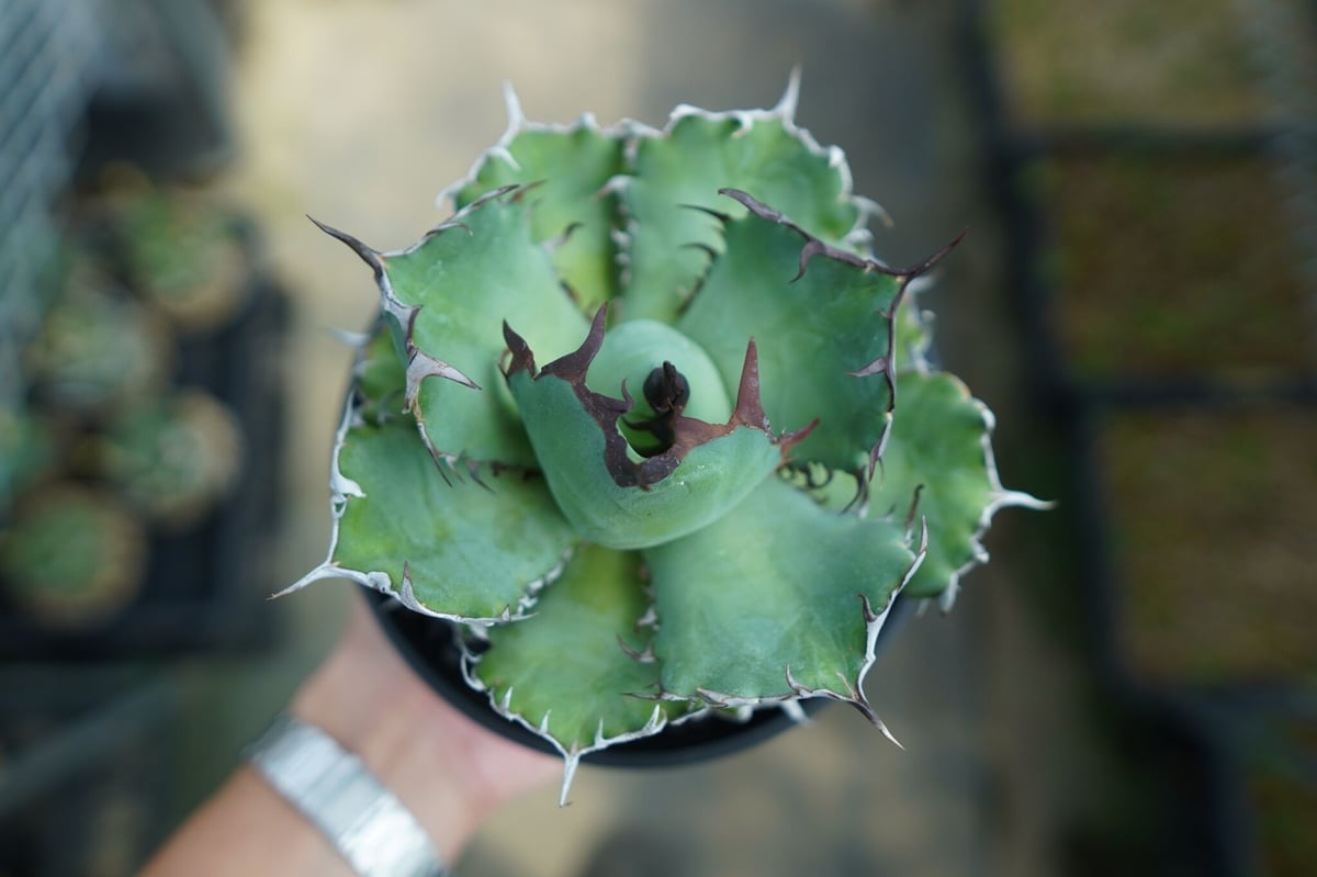 アガベ チタノタ 黒鯨 Agave titanota black whales No.3 | アガベ チタノタ 黒鯨 Agave titanota black whales No.3 |
