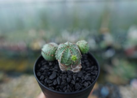 ユーフォルビア　オベサブロー　Euphorbia ObesaBlow No.2