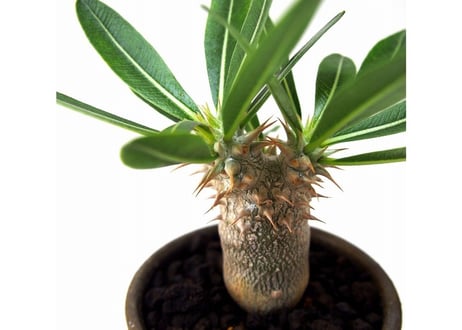Pachypodium densiflorum シバ女王の玉櫛