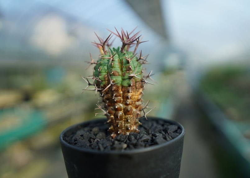 ユーフォルビア 群星冠 Euphorbia stellispina No.1 | mana'