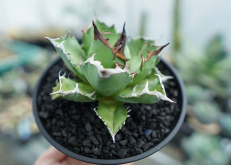 アガベ　チタノタ　姫厳竜　Agave titanota dwarf　No.1
